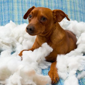 puppy-destroys-pillow